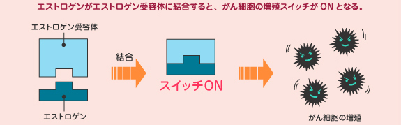 エストロゲンがエストロゲン受容体に結合すると、がん細胞の増殖スイッチがONとなる。